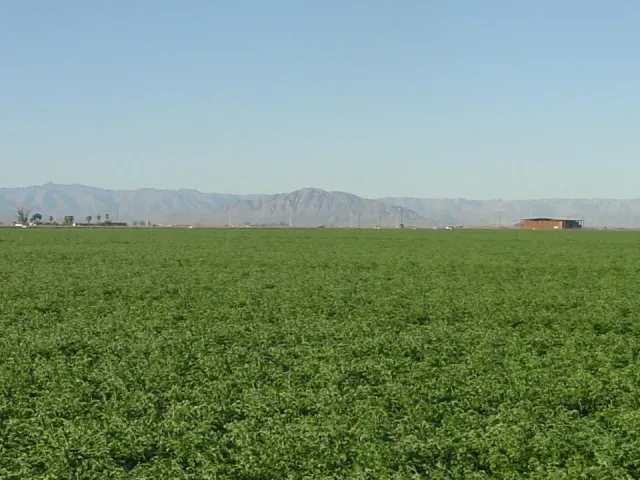 Alfalfa Field